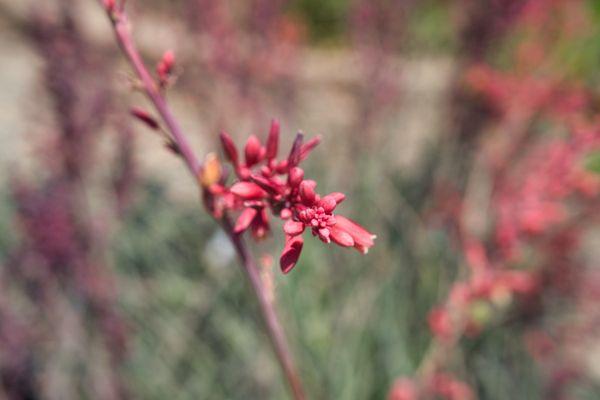 Tropical Hesperaloe