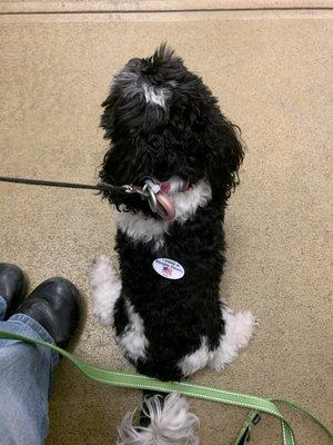 Annie voted Canine Party