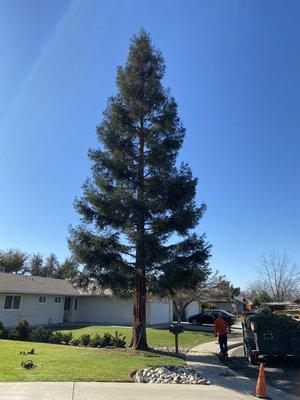 After photo of a redwood we pruned.