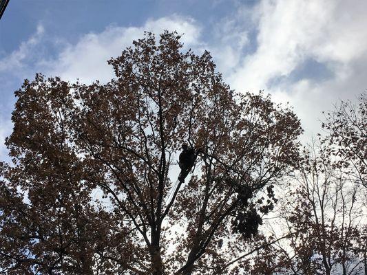 Our climbers have the experience to safely take down just about any tree