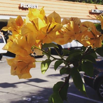 Harbor Plaza in bloom