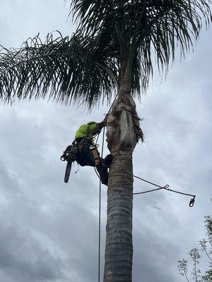 Palm tree trimming