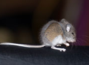 Rats and Mice can multiply very quickly. Curtis is even faster to exterminate them. Before they do severe damage to your home.