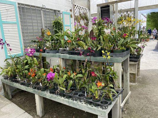 Many varieties of orchids