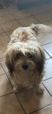 Here's Butters before grooming. I like the longer hair, but the entire back half of her was dreads.