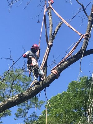 Cranes come in handy for those large difficult trees