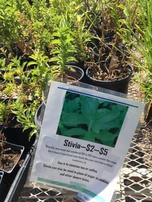 Stevia! I wish I could take this on the plane with me!