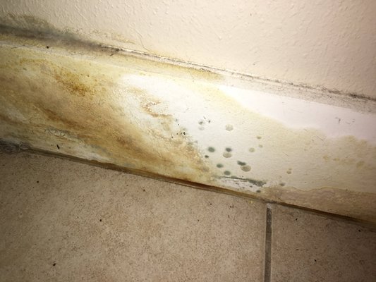 Mold & water damage.