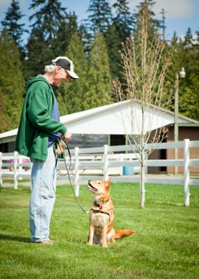 Lucky and Larry taking a stroll.