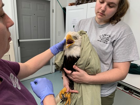 A Bald eagle being examined by our licensed wildlife rehabilitators.