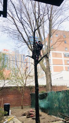 Michael cutting down tree for removal