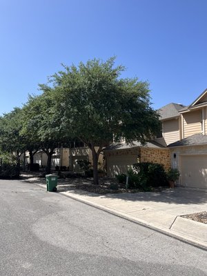 Raising canopy allows cars to park in the drive way without branches scratching vehicles