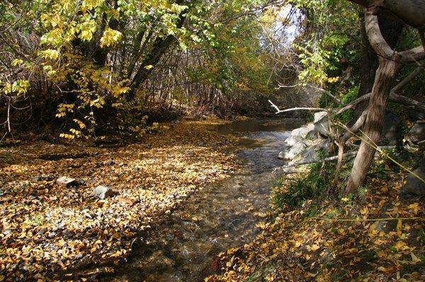 Creek in Fall