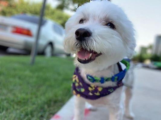 Saint Louis Dog Butler