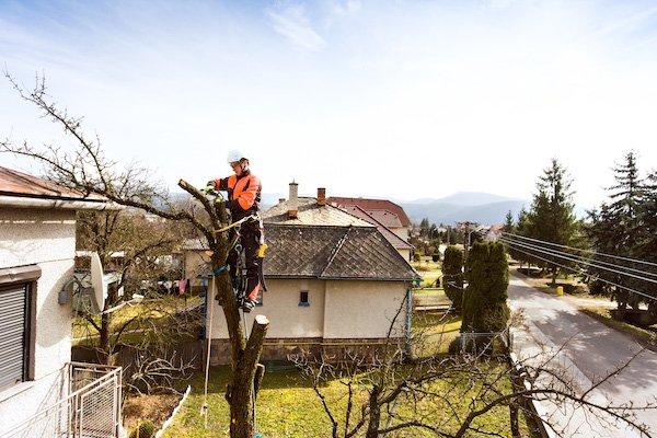 Charleston Tree Service