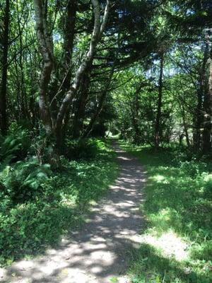 Start of trail thru Alders