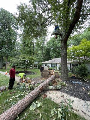 Stump grinding while tree removal!