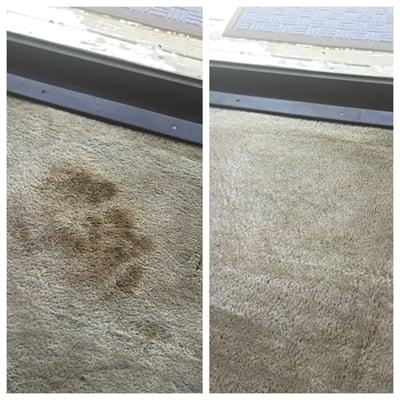 Pet stains no more!