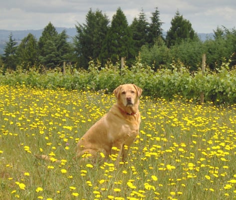 Butch in the vineyard