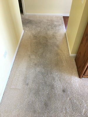 Soiled carpet "Before"