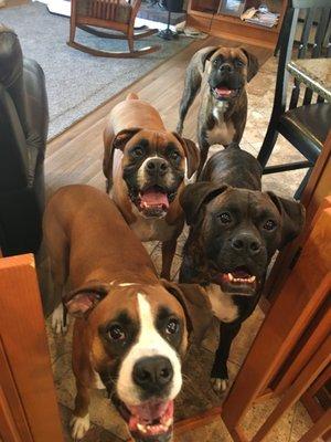 The beauty of boxers