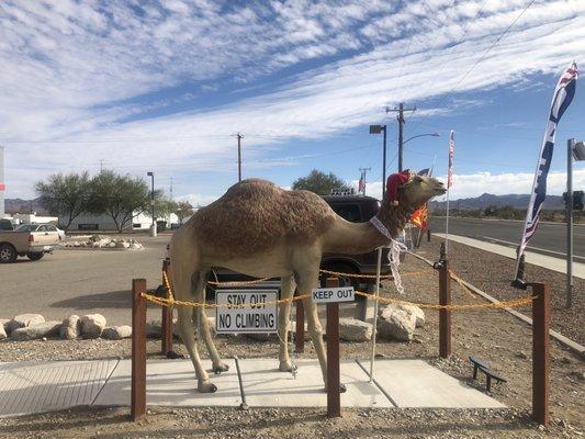 Camel in parking lot.