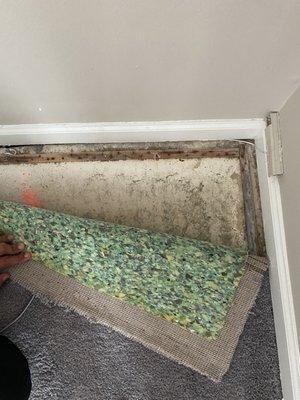 Black mold under carpet due to flood