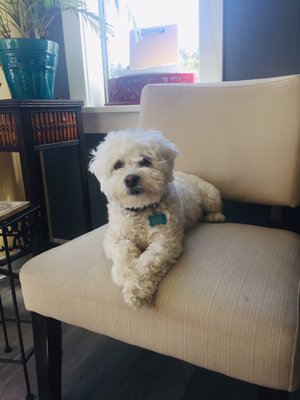 Our friendly office dog, Stanley "Buddy" Budson:)