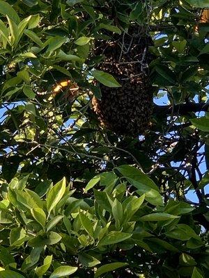 Before and after photos of huge bees hive. Outstanding work! Farewell bees. Thank you Eugene and Sergey. You gave me piece of mind.