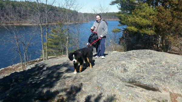 Out for a hike at Fellsway. Working off puppy energy with a 4 mile hike.