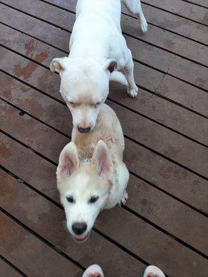 Pals & friends puppy day care