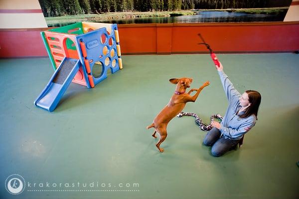 This is the 'ruff life'!  a private play time for Kali in Yosemite Play Park with Master Pack Leader, Eva