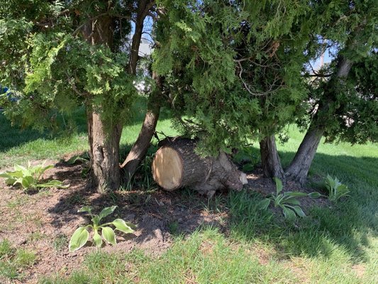 The stump left by my entrance lawn by JB Services for two months after they cut a death tree down until I called Rose Sage to complain.