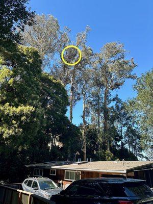 You can't even see the bottom of this tree as the house is blocking it.  Brave trimmer