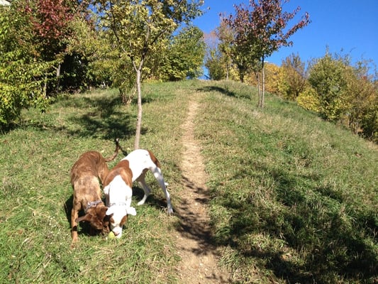 Jordy and Clay destroying (instead of fetching) balls at Fido Field!