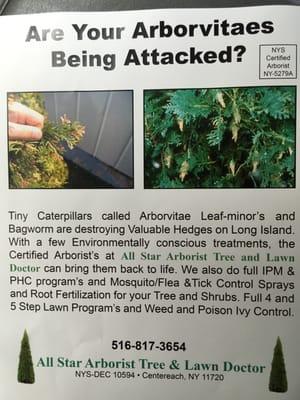 Allstar Arborvitae Care