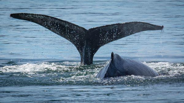 humpback whales San Juan Islands Alaska small boat cruise