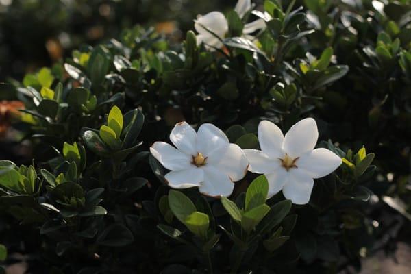 Gardenia 'Kleim's Hardy'