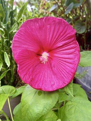 My gorgeous Luna red rose mallow hibiscus is finally blooming!