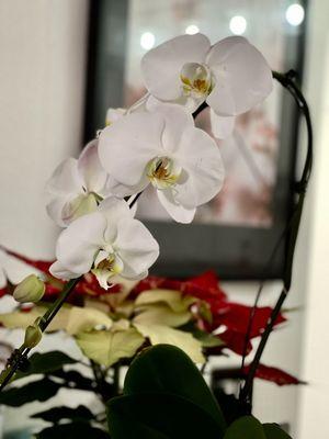 Beautiful white orchids