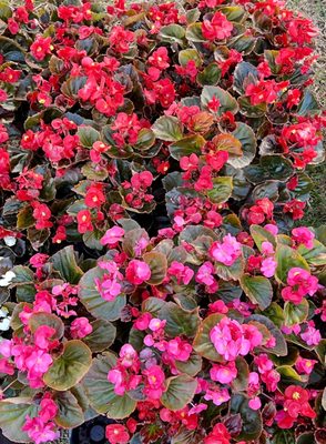 Oh I am in the mood to plant on this beautiful afternoon at 75. Begonias of pink and red only $1.00. That's a good deal!