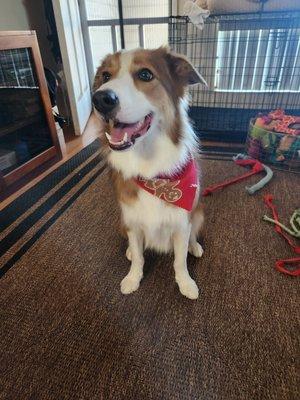 Here's Remi after her grooming appointment.   She smelled like caramel when we picked her up and looks great.