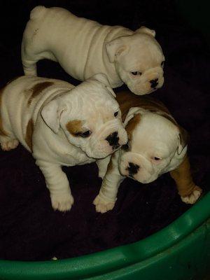 English bulldog puppies. Will be ready valentines day. 2500 for females and 3000 for pure white male. Charleston, Wv