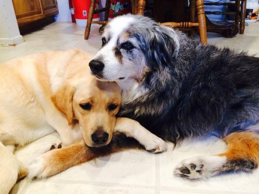 Our young lab comforting our 14 year old Aussie