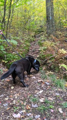 Dog for scale on trail heading upward