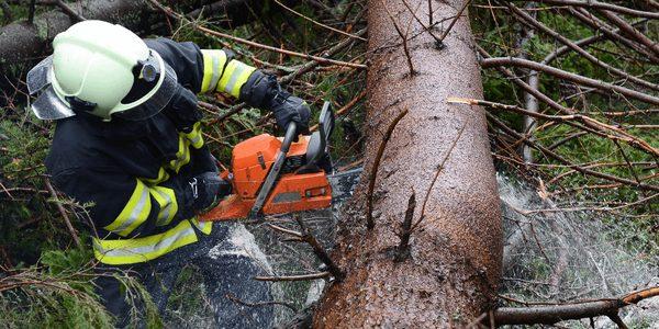 Remove Trees Virginia Beach, The Benefits of Maintaining the Health of Your Trees Virginia Beach, Tree Removal Virginia Beach, Tree Removal