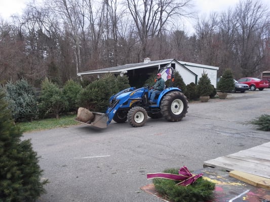 Christmas trees in pa