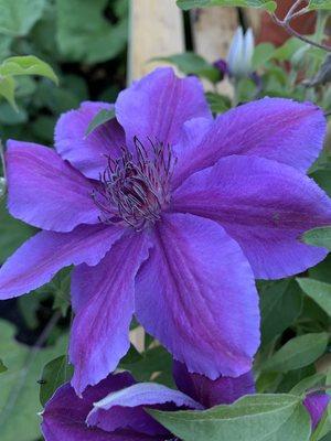 Clematis Vines are restocked come on in and check them out. Open 9-5 seven days a week.