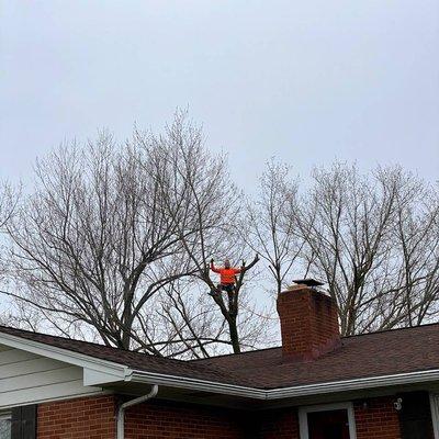 Ash Tree Service Pro