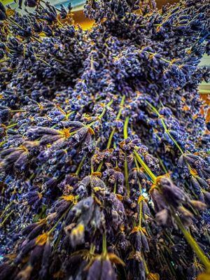 Drying lavender